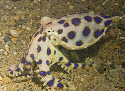 BRO at Secret Bay, Anilao. by Deborah Chambers 